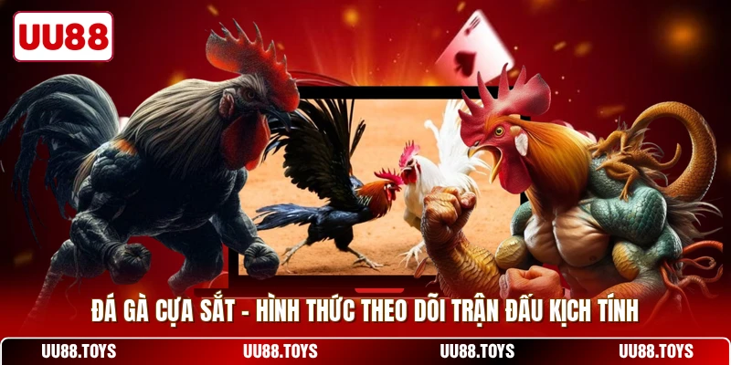 Đá Gà Cựa Sắt - Hình Thức Theo Dõi Trận Đấu Kịch Tính
