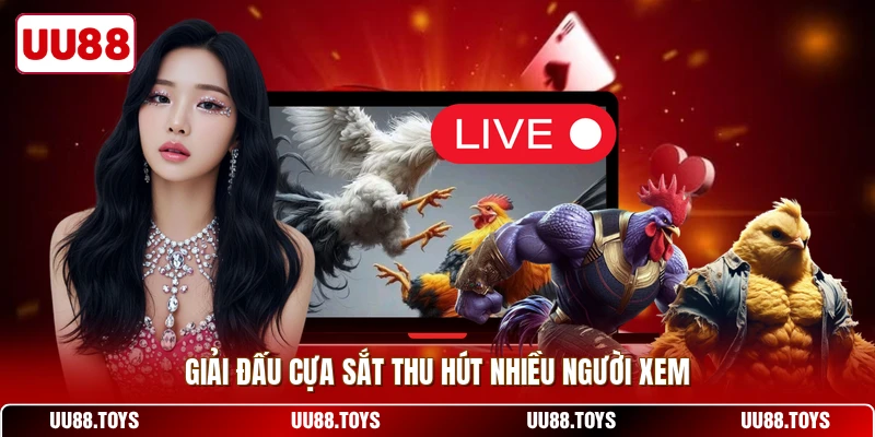 Giải đấu cựa sắt thu hút nhiều người xem