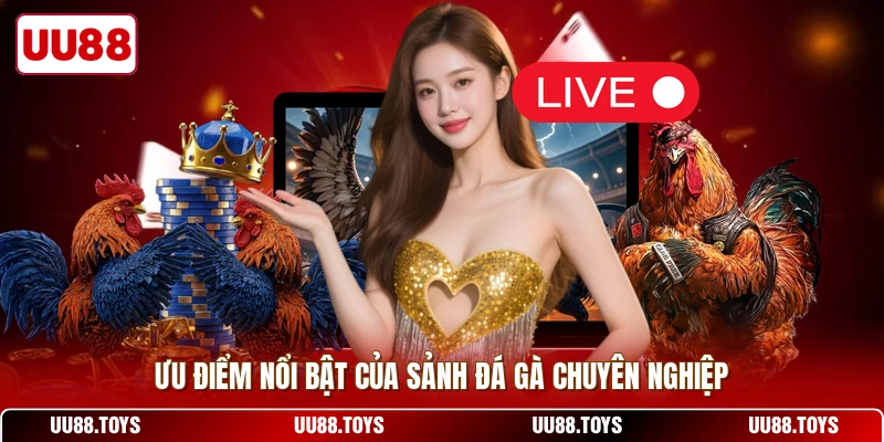 Ưu điểm nổi bật của sảnh đá gà chuyên nghiệp